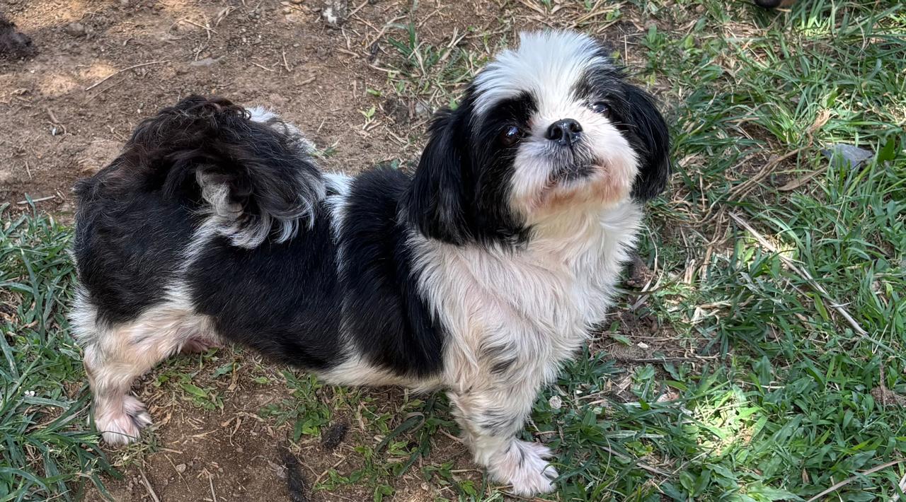 Chiens à adopter